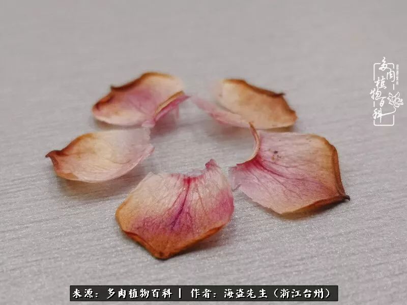 多肉玫瑰怎么才能出状态,多肉山地玫瑰唤醒方法