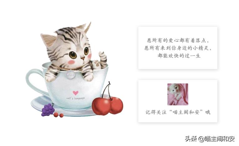 猫咪自发性膀胱炎如何预防,猫咪为什么会有自发性膀胱炎