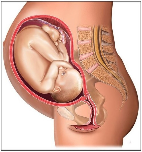 图解：10月怀胎，孕妇腹部的变化