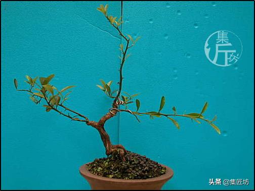 大树型金豆盆景怎么造型,金豆无根老桩栽培技巧