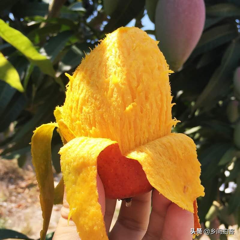 海南产地直发贵妃芒,海南产地树熟贵妃芒