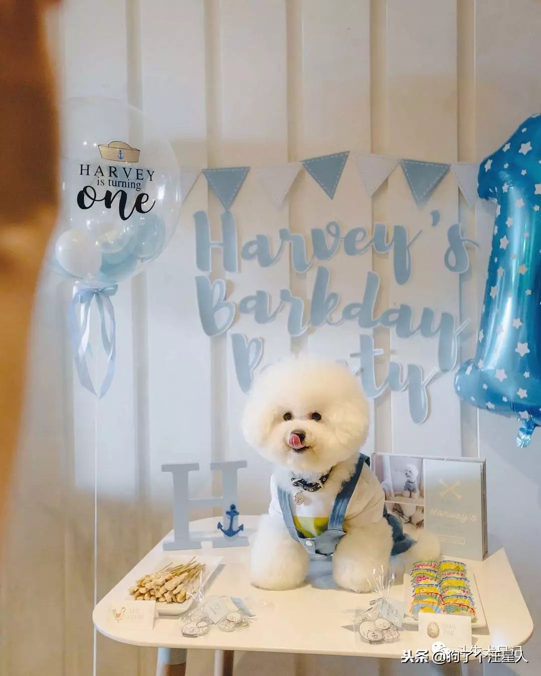 全国十大宠物狗排名榜,宠物狗排行榜前十名最好