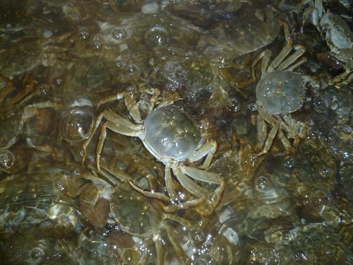 大闸蟹养殖的正确方法,大闸蟹苗养殖技术与方法