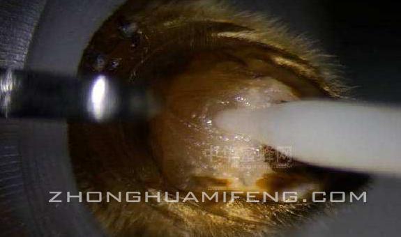 雄蜂精子怎么保存,中蜂精子储存