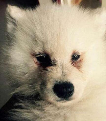 萨摩耶犬有这6大缺点,养萨摩耶的缺点有哪些