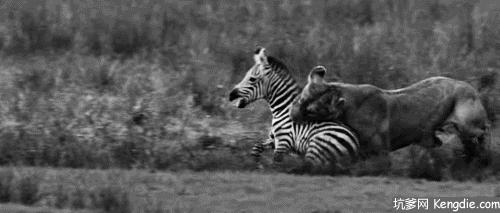 如何纠正马踢人,怎么防止马踢人