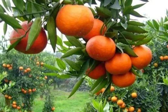 买桔子要挑“扁”的吃，学会这5招，不管哪个品种，都味甜水分足