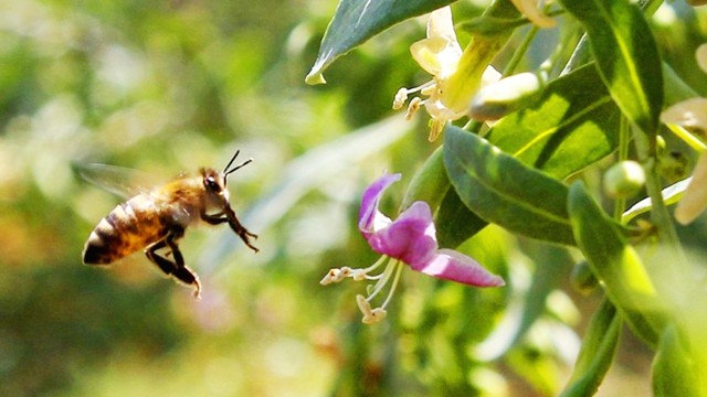 一只蜜蜂每天要多少蜜,一只蜜蜂一天可以采多少蜂蜜