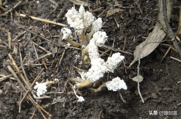 野生冬虫夏草市场,冬虫夏草一斤2000条的价格