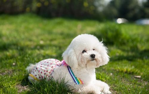 怎么照顾怀孕的狗狗,如何照顾宠物发情