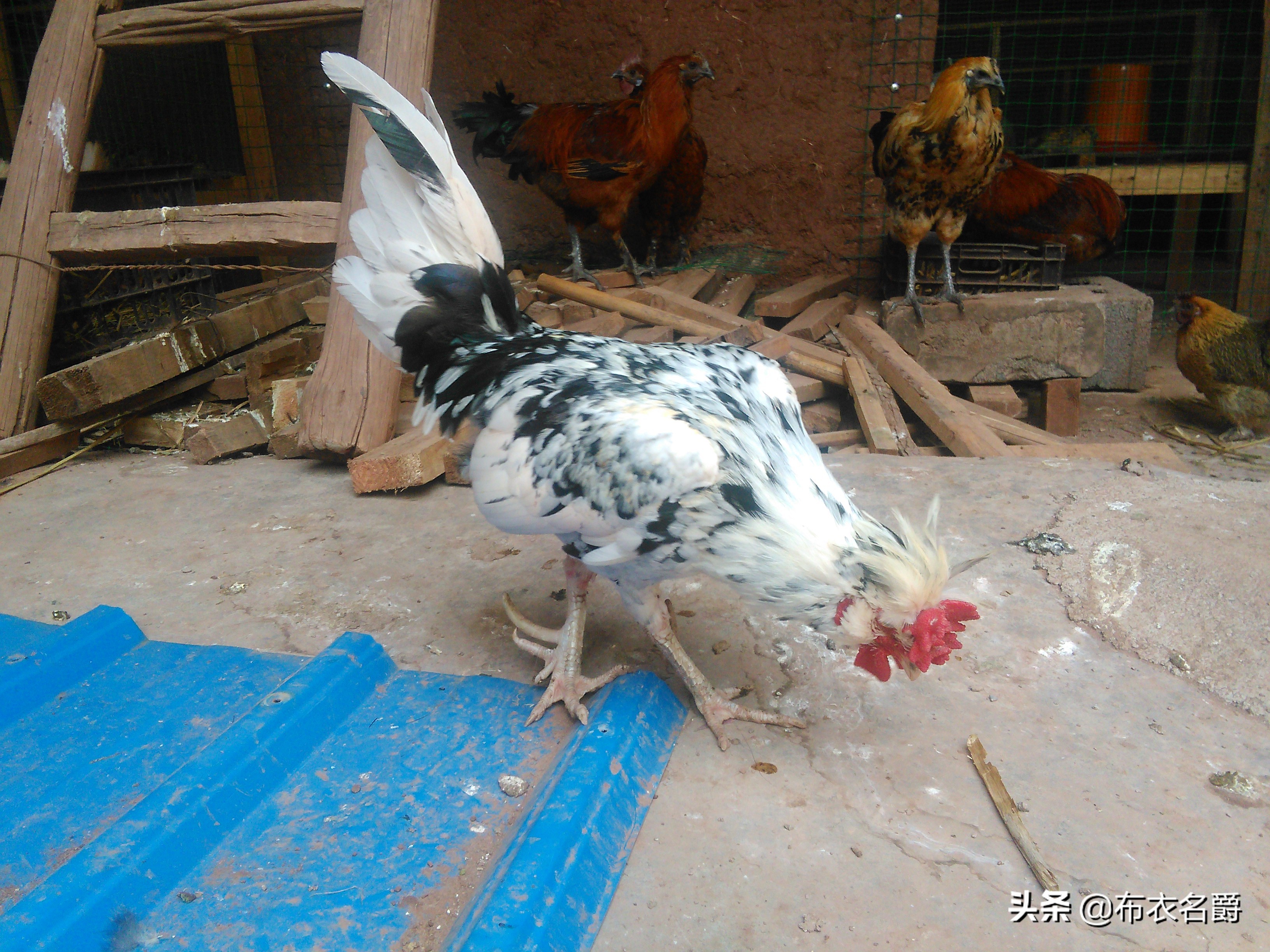 兽医牛病实用手册,犊牛腹泻体虚治疗方法