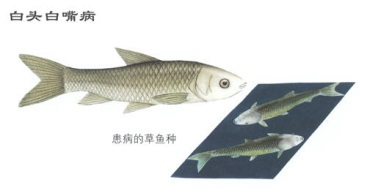 白头白嘴现象,白头白尾什么病