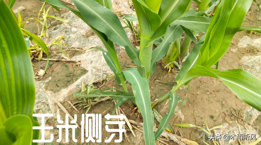 玉米长丫子的原因是什么,出了丫子怎么办,还用不用去掉