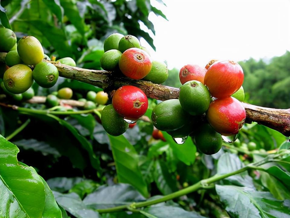 哥伦比亚咖啡豆和意大利咖啡,哥伦比亚天堂庄园咖啡豆