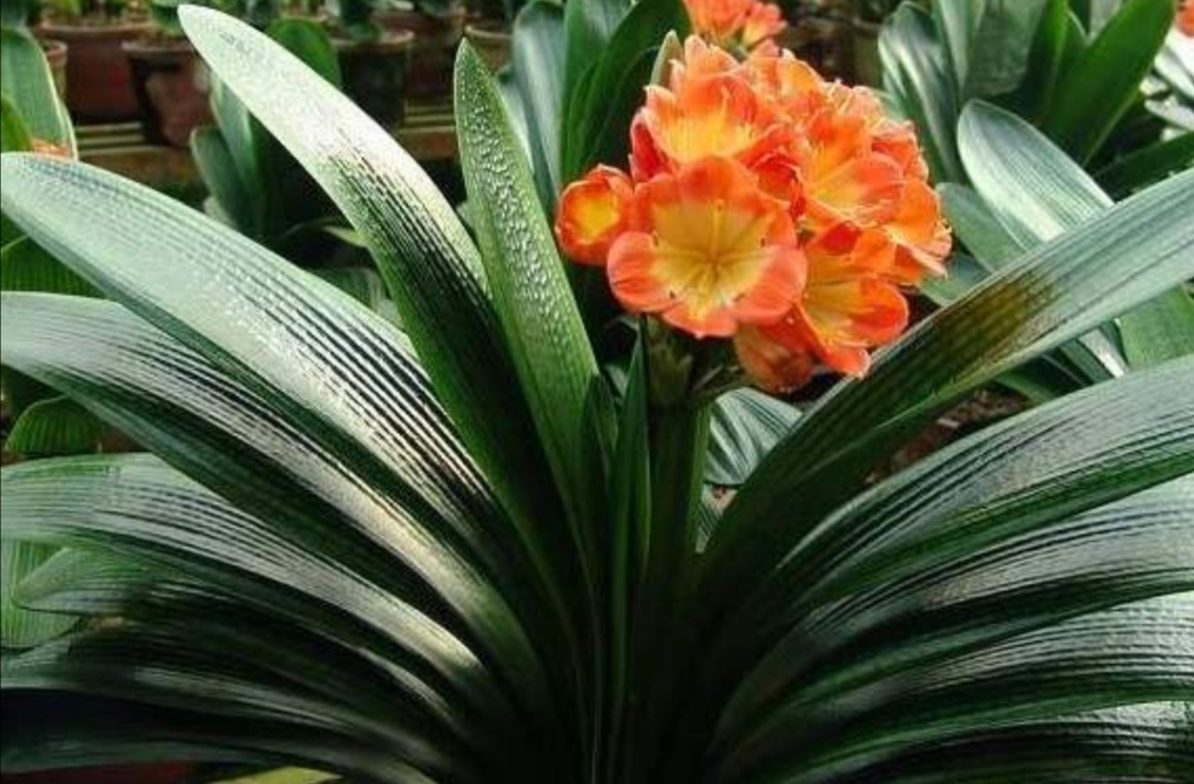 君子兰花谢之后夹箭正确处理方法,君子兰花期夹箭主要原因是什么