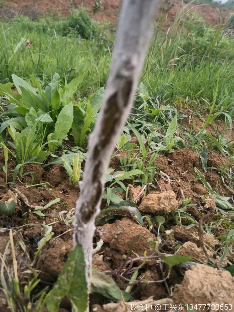 椪柑黄化病怎么治,杂柑腐烂病防治