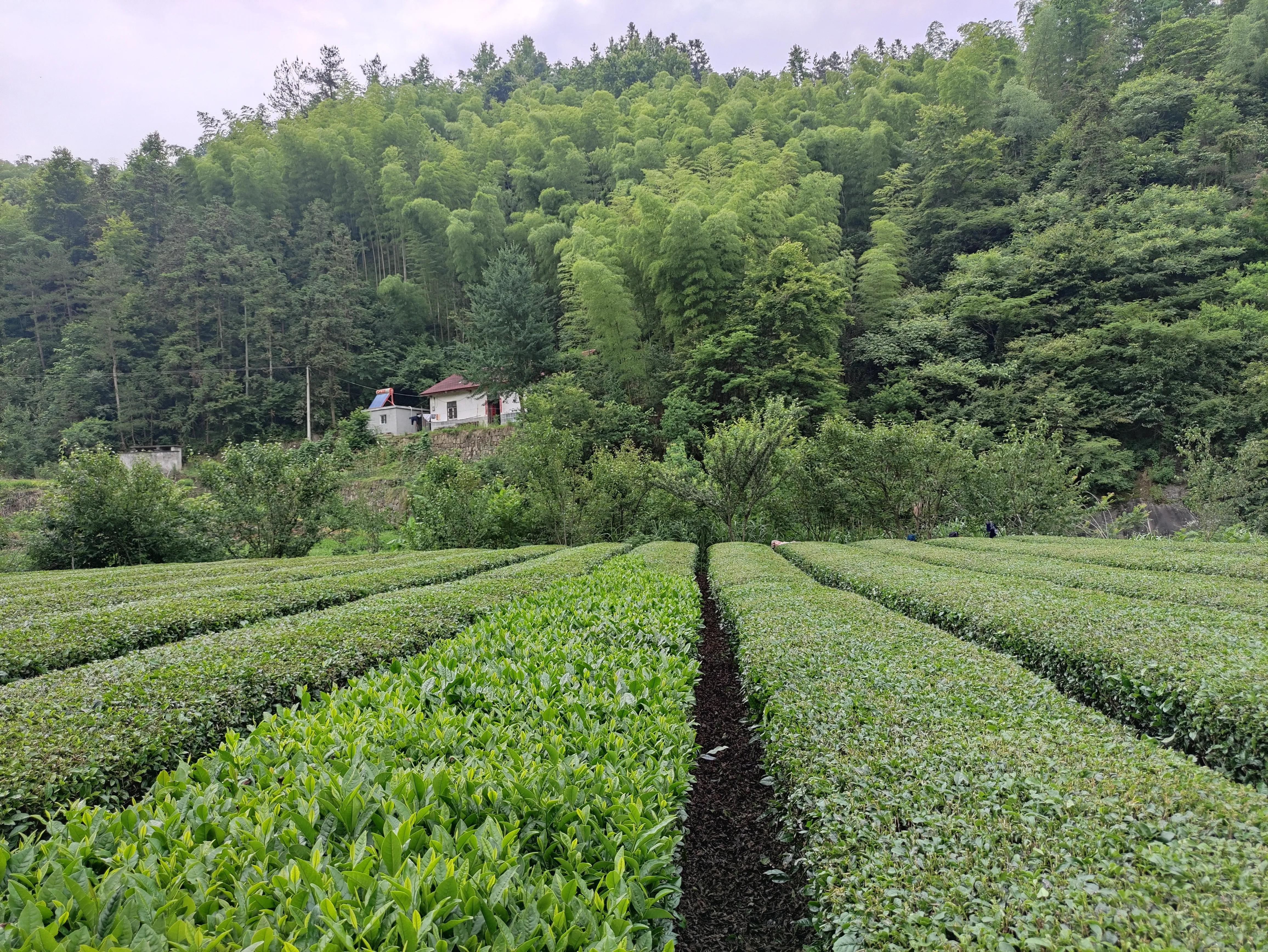 给大家展示一下什么叫做“金山药岭名茶地，竹海栗园水电乡”
