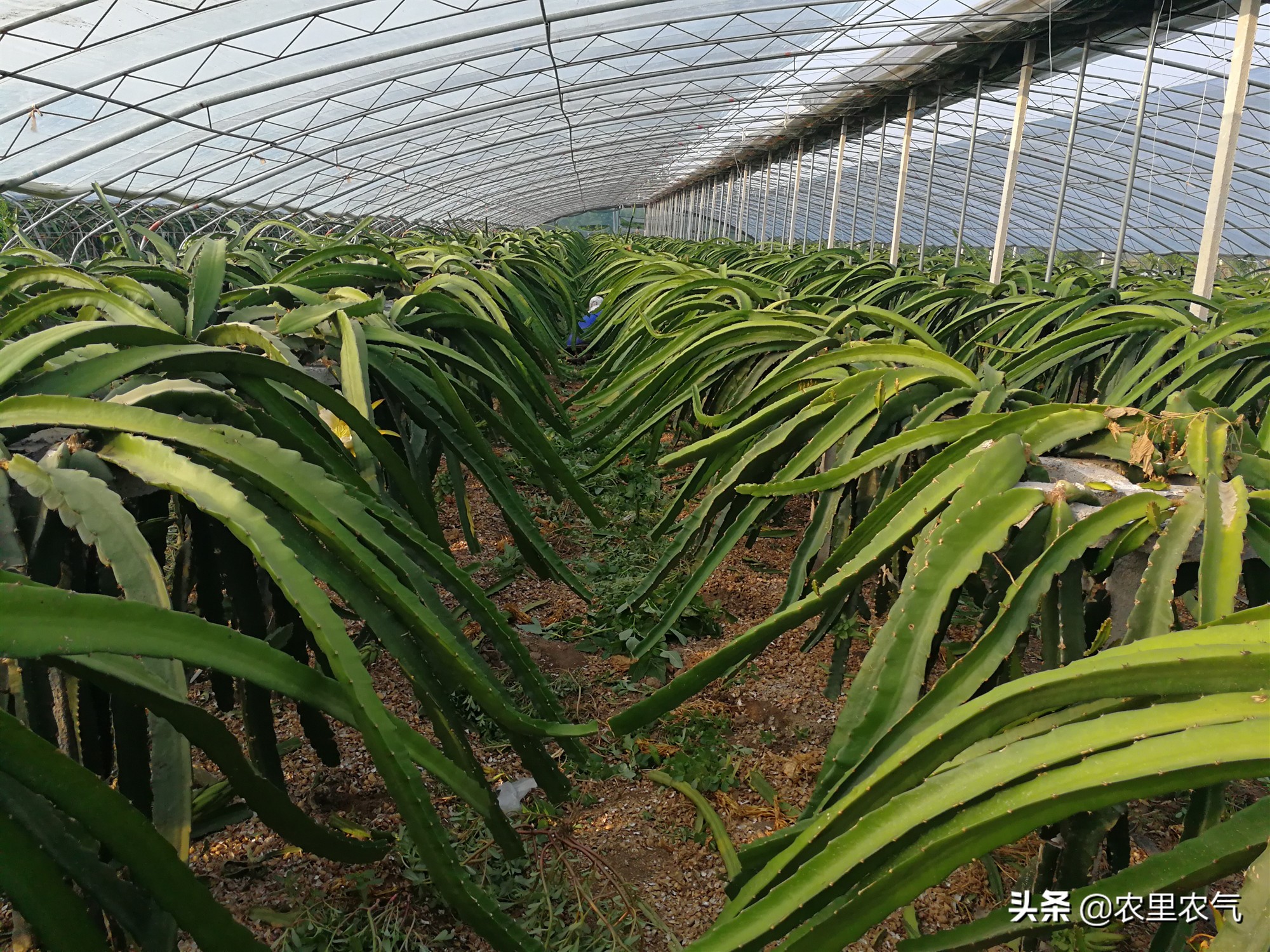 关于农业种植火龙果,火龙果的丰收方法