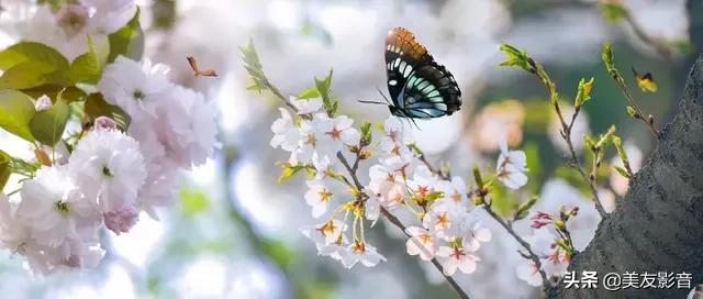 古代诗人有哪些关于诗的雅号,中国古代诗人雅号别称大全