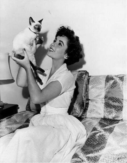 一起来了解暹罗猫,为什么都喜欢暹罗猫