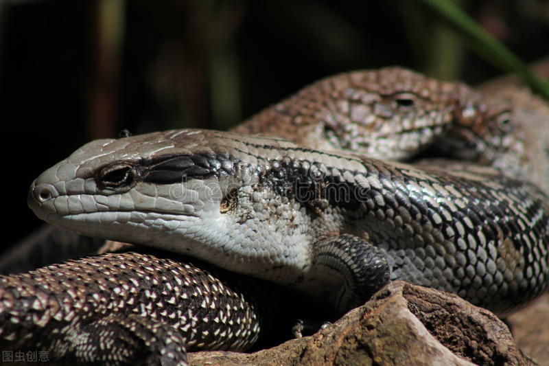 俗称臭大姐的虫子是益虫还是害虫,狗婆蛇是保护动物吗