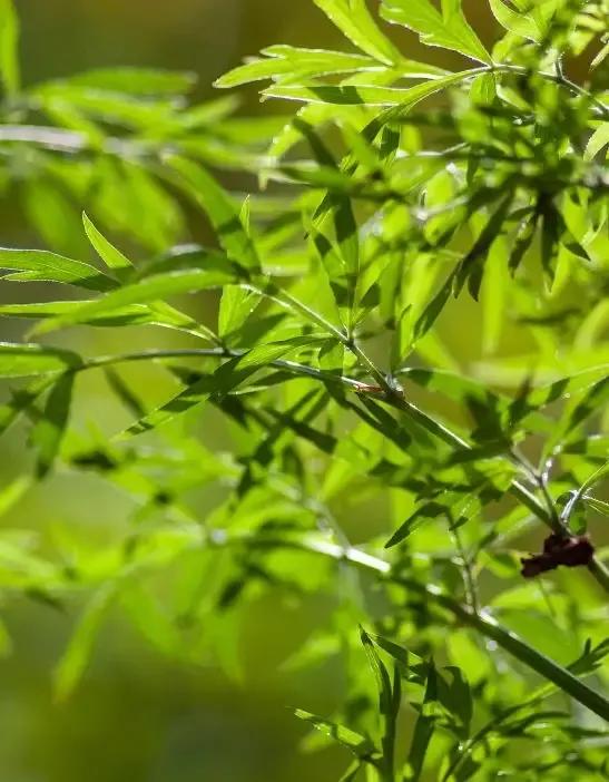 清竹帘影，风声浮月色。