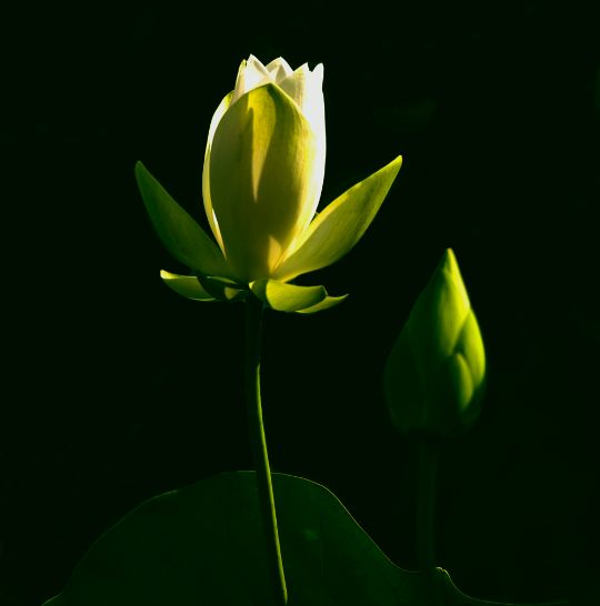 焦虑症为什么总是胡思乱想不敢做,焦虑症5年了每天都各种难受要死