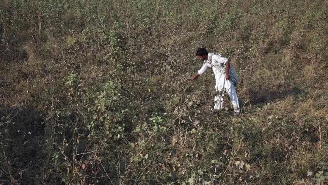 转基因调查纪录片,转基因农作物深度研究报告