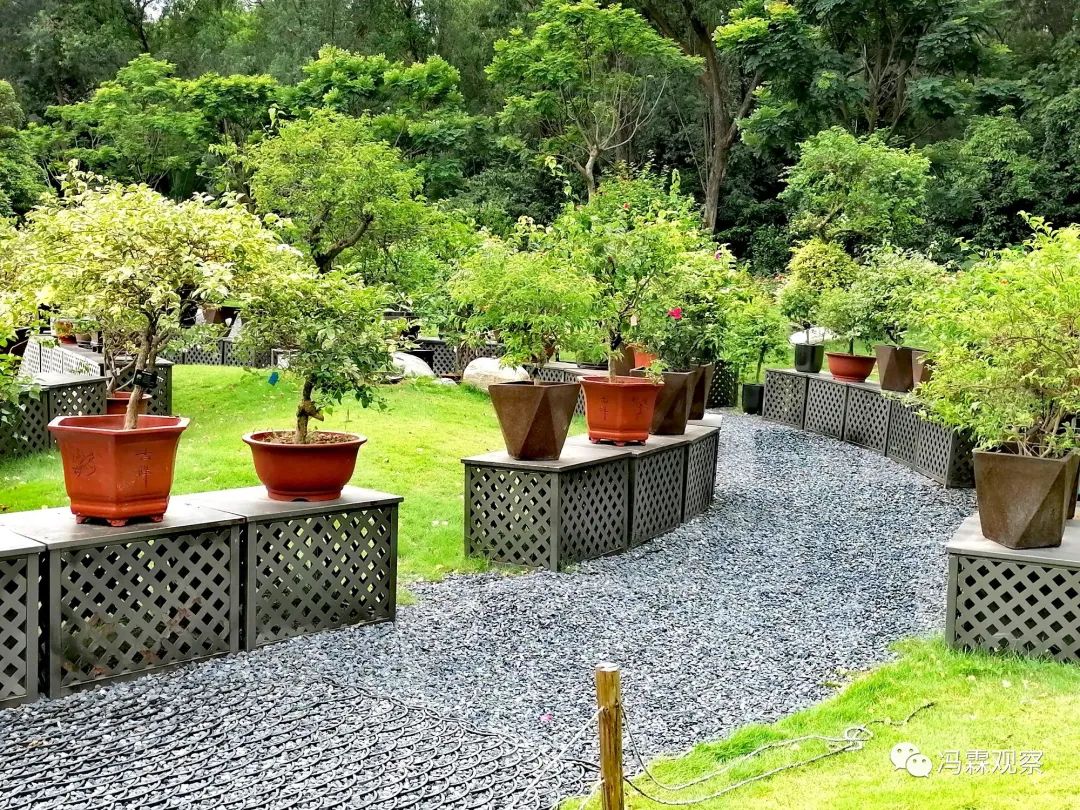 连载（12）：从清茶中飘出来的悠美短文！（文化观察之126）