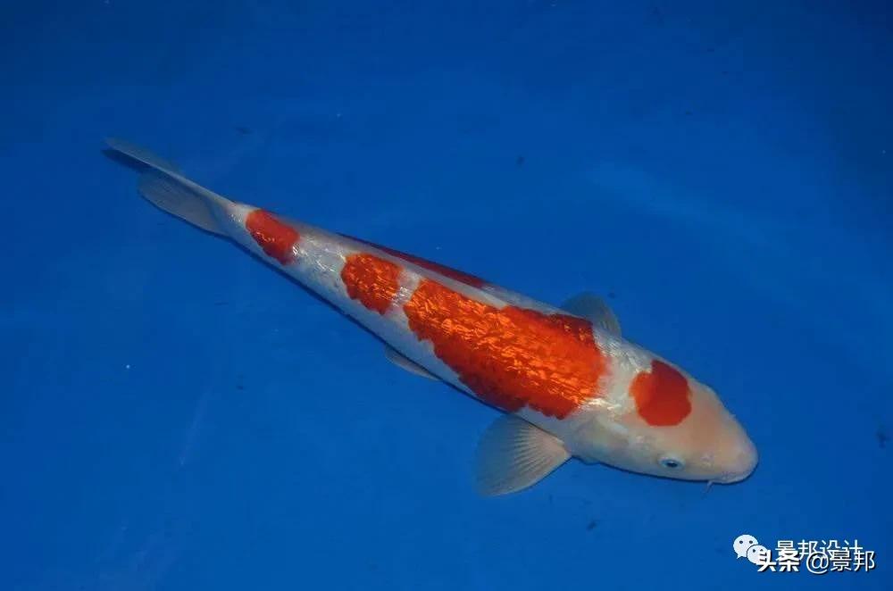 锦鲤鱼池过滤网用多少目的合适,全自动过滤系统锦鲤鱼池施工方案