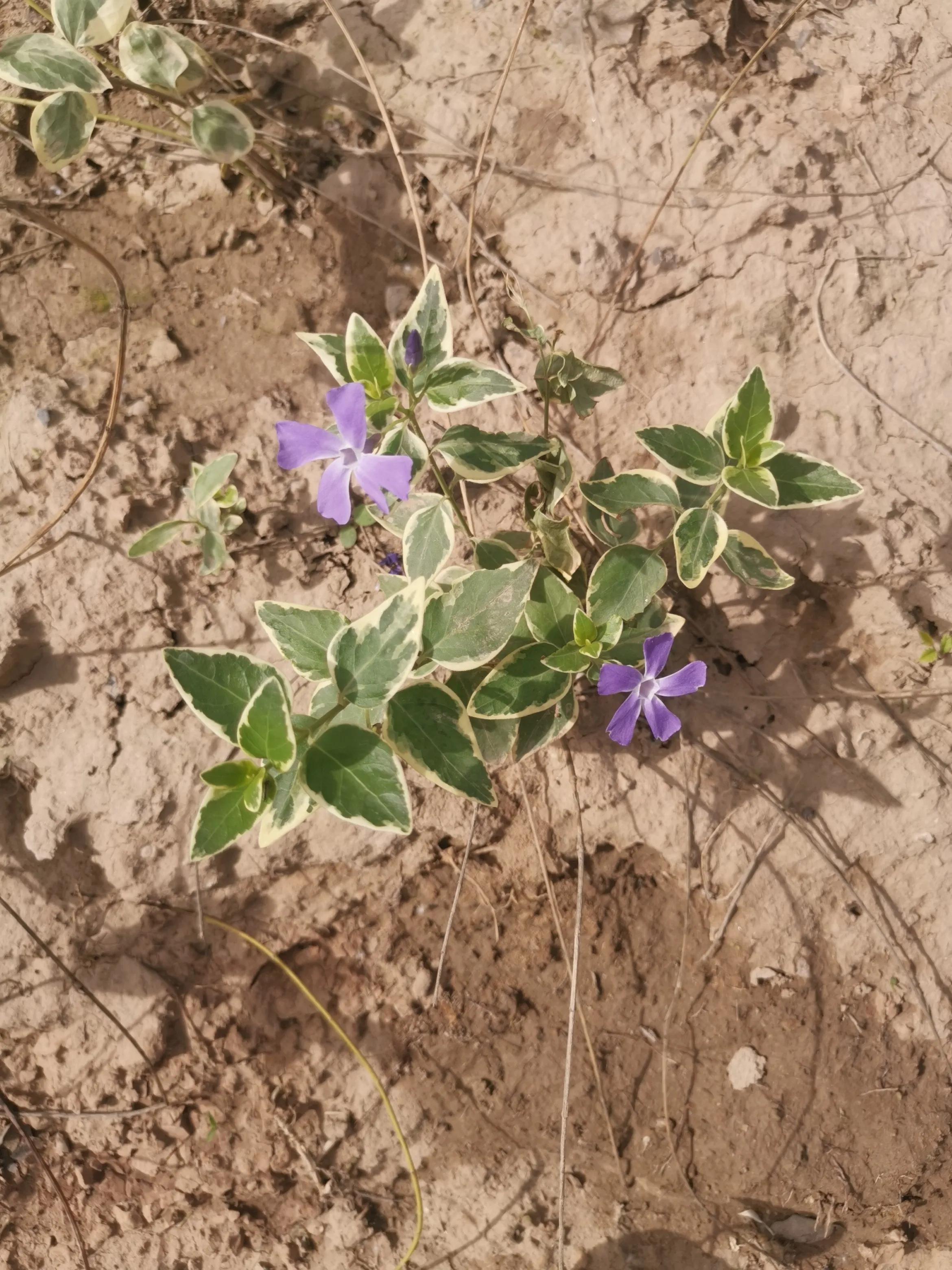 创业必看樊登推荐,低成本创业樊登解读