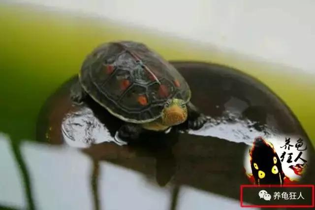 中华花龟和台湾花龟有什么区别,斑纹草龟和普通草龟的区别