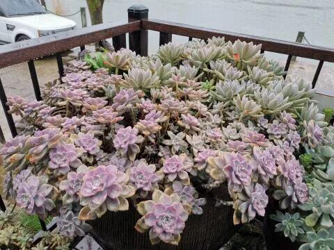 家里养的多肉长大了怎么办,家里的多肉土干的很快