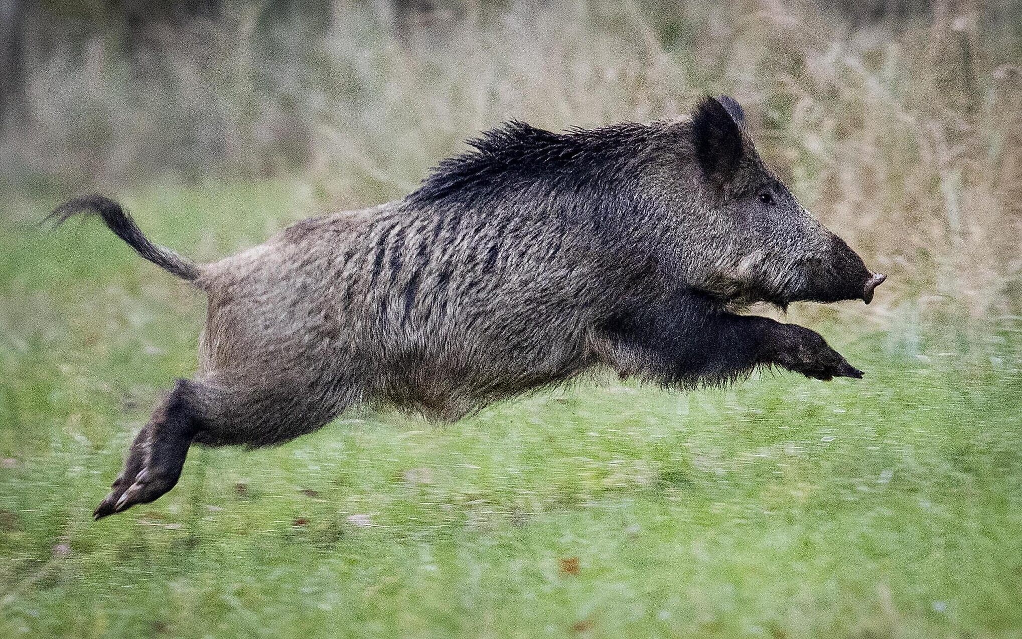 猪为什么不怕毒蛇还吃蛇,猪吃毒蛇不中毒吗