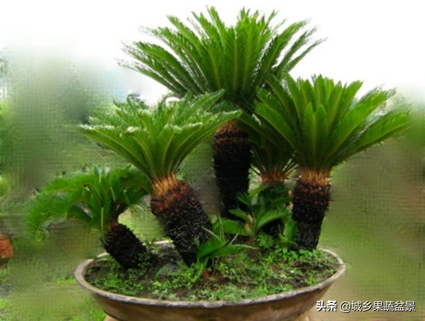 铁树盆景养殖技巧,铁树盆景制作全过程