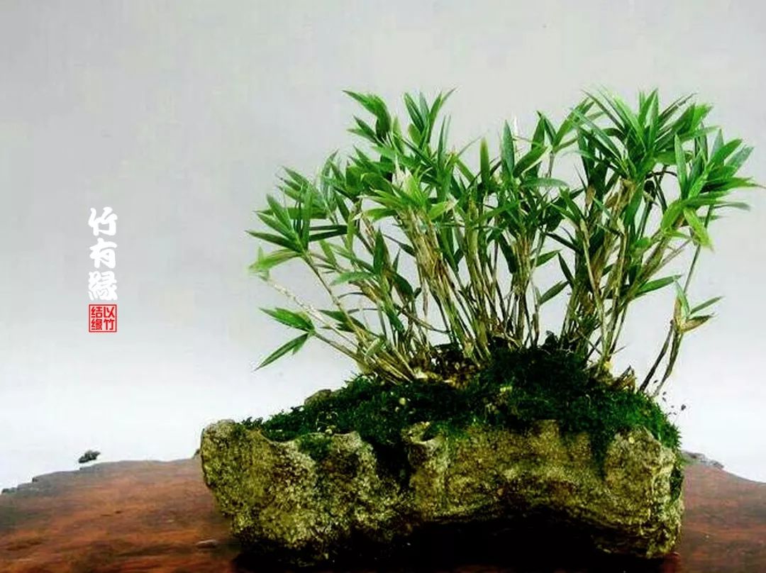 《竹子浇水宝典》竹子浇水是门大学问！