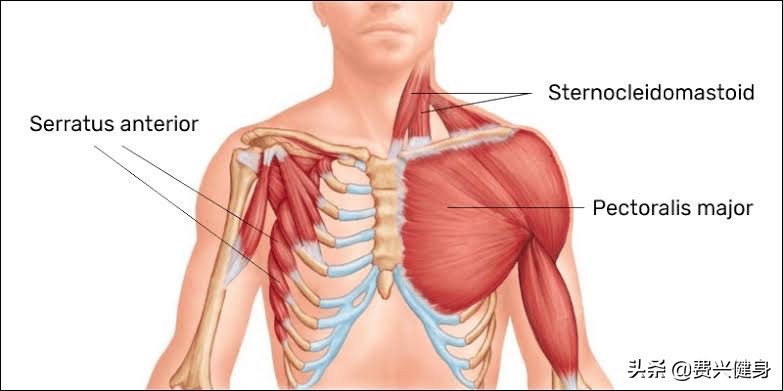 调理上交叉综合征动作,交叉综合症矫正方法
