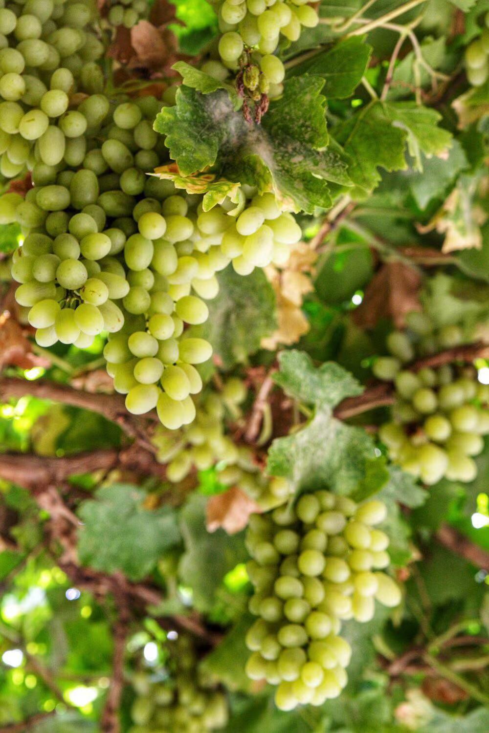 吐鲁番海拔这么低为什么没有水,吐鲁番属于什么特殊的地貌