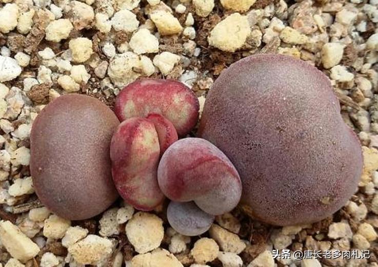 圆润可爱的多肉植物,圆嘟嘟的桃蛋多肉