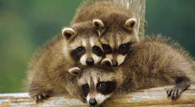 呆萌可爱小浣熊,小浣熊带传染病吗