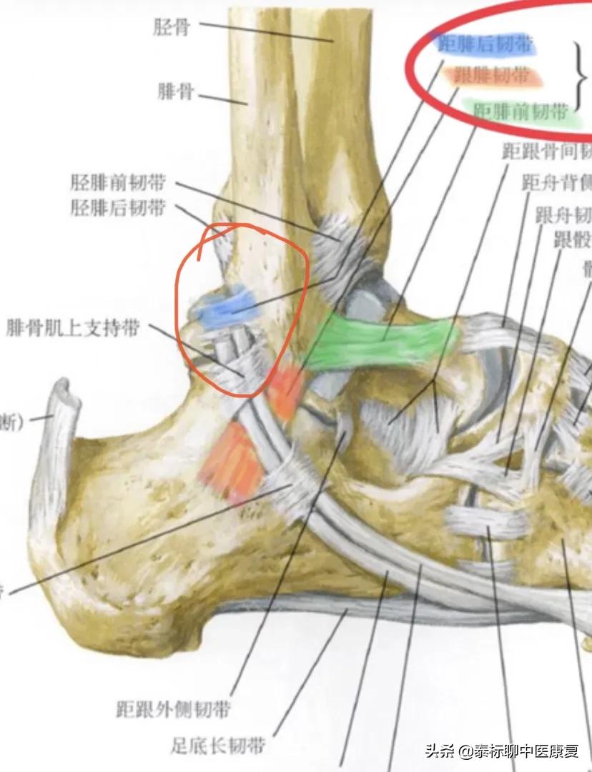 足跟疼痛处理思路,足跟外侧疼痛示意图