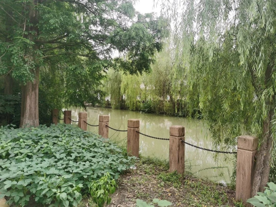 心怀淡雅不落俗,心怀淡雅