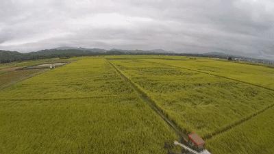 罗布泊曾经是一个美丽的湖泊,罗布泊重现湖泊