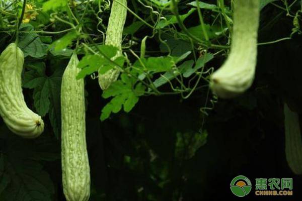 广东露地苦瓜种植管理,苦瓜的种植打杈方法及管理视频