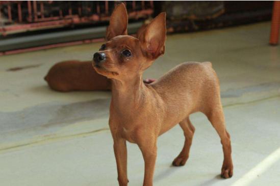 什么狗狗不臭又好养,10种无体味不掉毛的狗狗