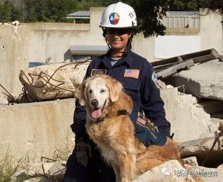 世界各国的著名动物,美国最著名的动物