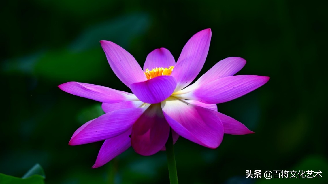 关于荷花的诗句古诗,荷花水墨画诗句书法