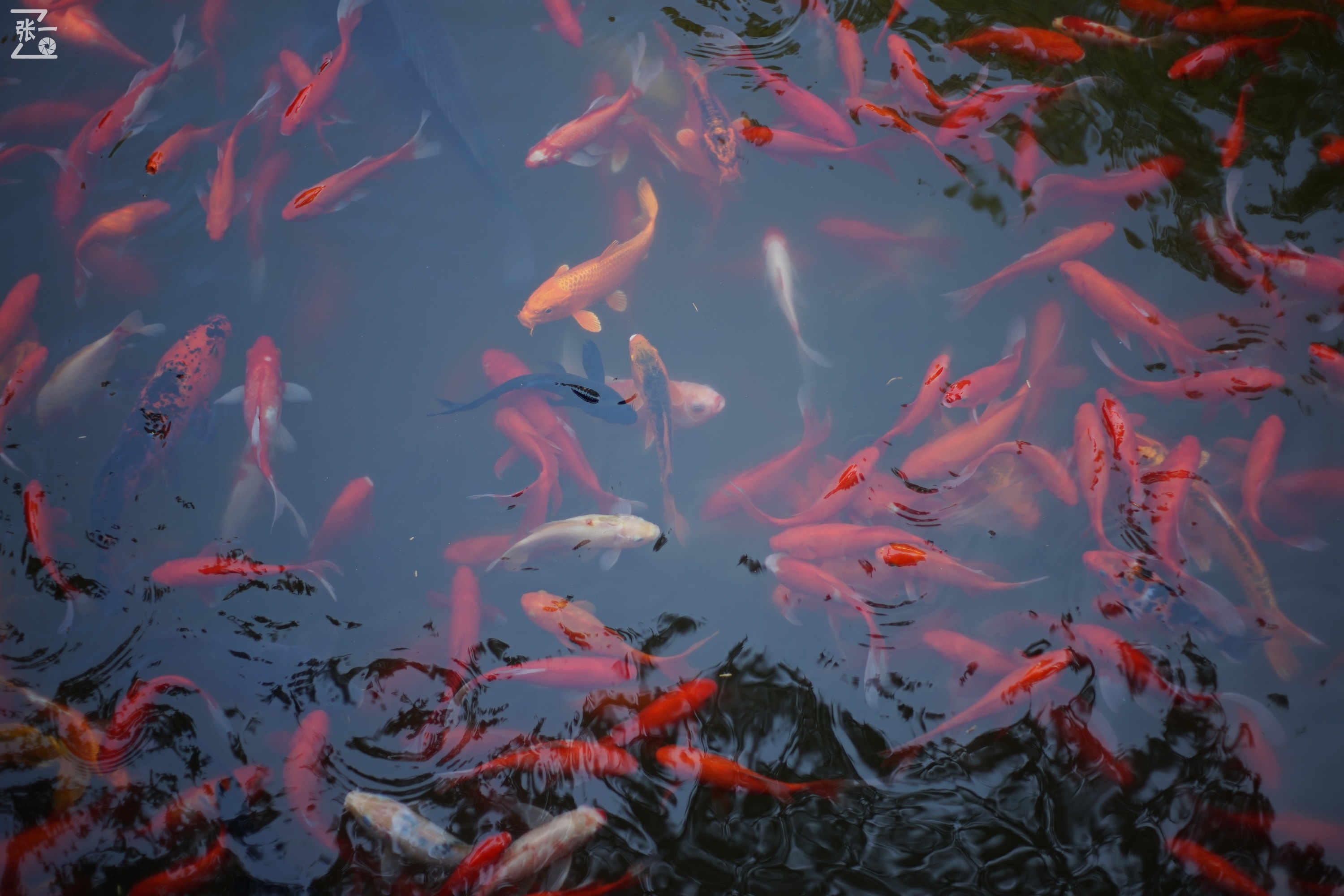 宾得老镜头k系列,老北京镜头