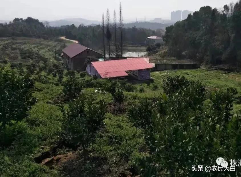 不准吃野生动物,禁止吃野味