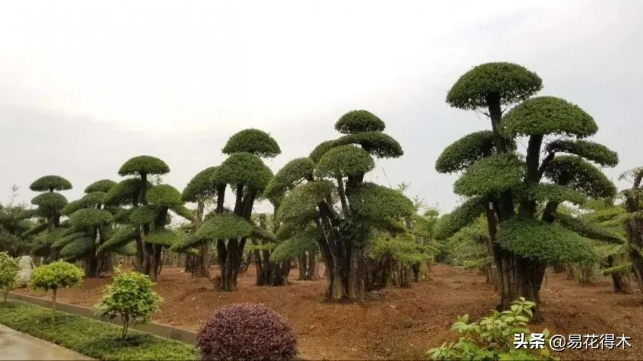 盆景制作与赏析观花,盆景对节白蜡怎么造型